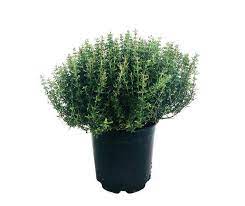 MC - 11 - Thym ordinaire - Plant Bio - Sophie Hamann