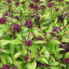 MC - 12 - Basilic Thaï - Plant Bio - Les Maraîchers CaSA