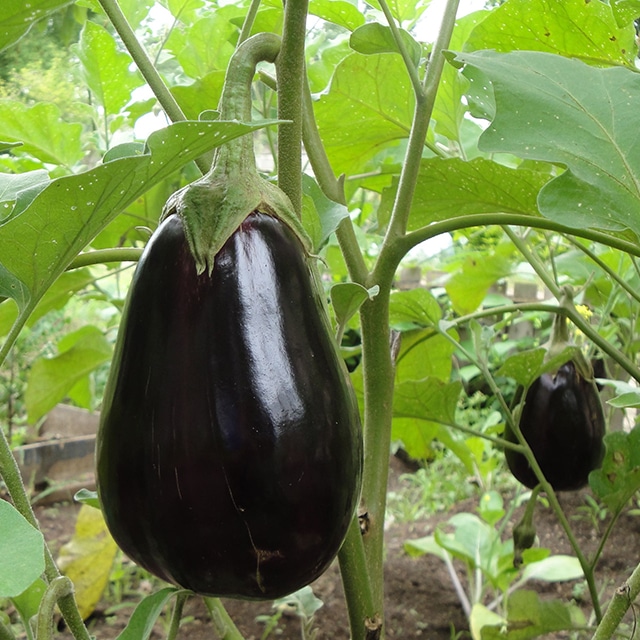 MC - 13 - Aubergine Alexandra - Plant Bio - Gaël Delannoy