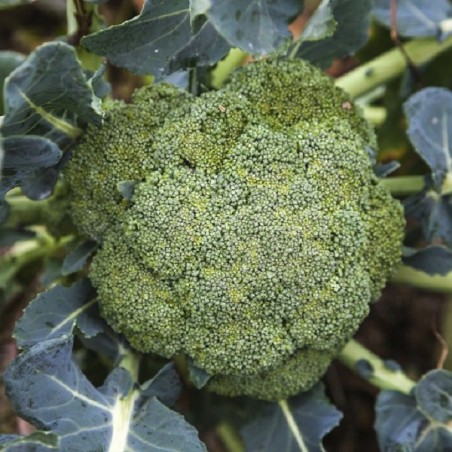 MC - 14 - Chou Brocoli Calabrais - Plant Bio - Quentin Bourgeois