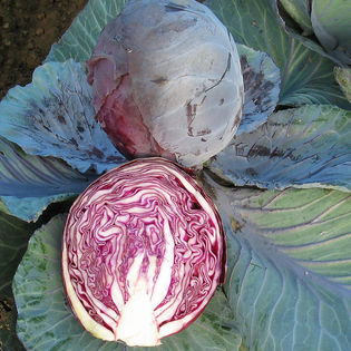 MC - 17 - Chou rouge Cabus Rodynda - Plant Bio - Quentin Bourgeois