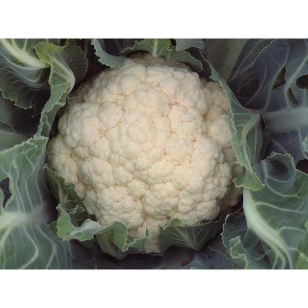 MC - 18 - Chou Fleurs Marztico - Plant Bio - Quentin Bourgeois