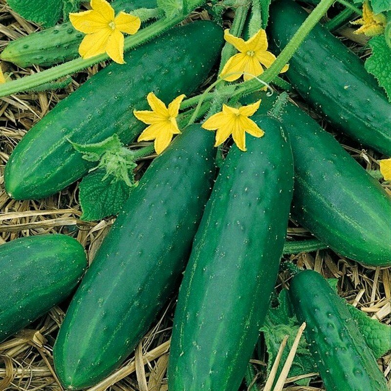 MC - 20 - Concombre Le Généreux - Plant Bio - Gaël Delannoy