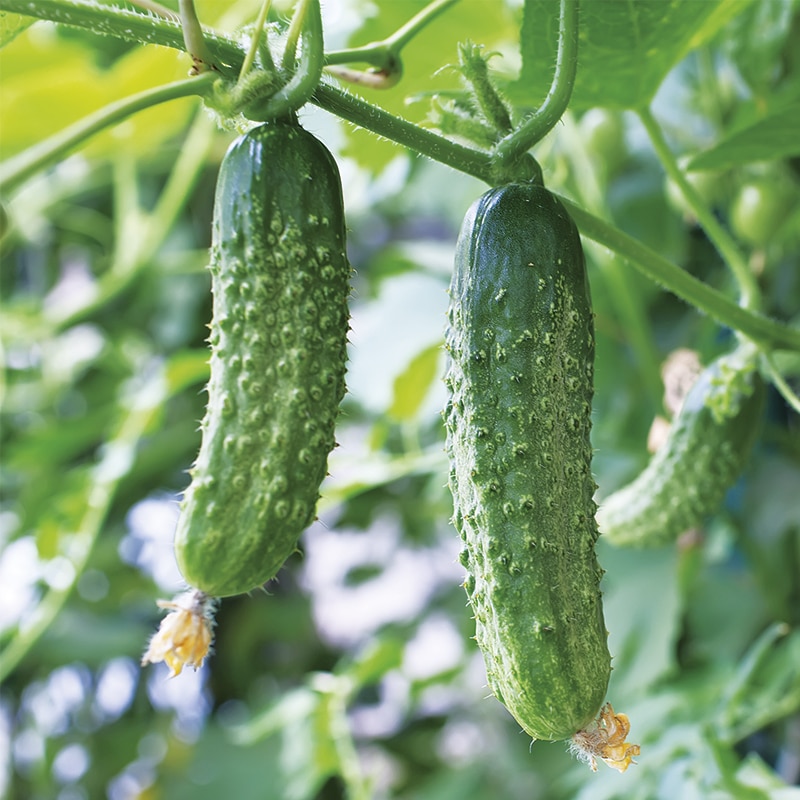 MC - 21 - Cornichon "Vert fin de Meaux" - Plant Bio - Sophie Hamann