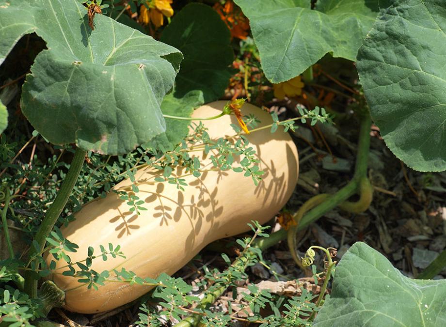 MC - 22 - Courge Butternut - Plant Bio - Gaël Delannoy