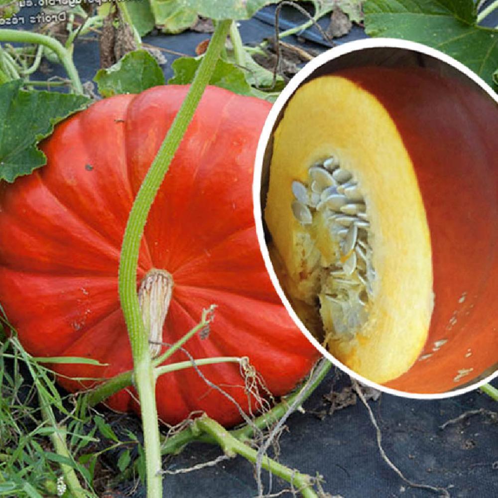 MC - 23 - Courge "Rouge Vif d'Étampes" - Plant Bio - Gaël Delannoy