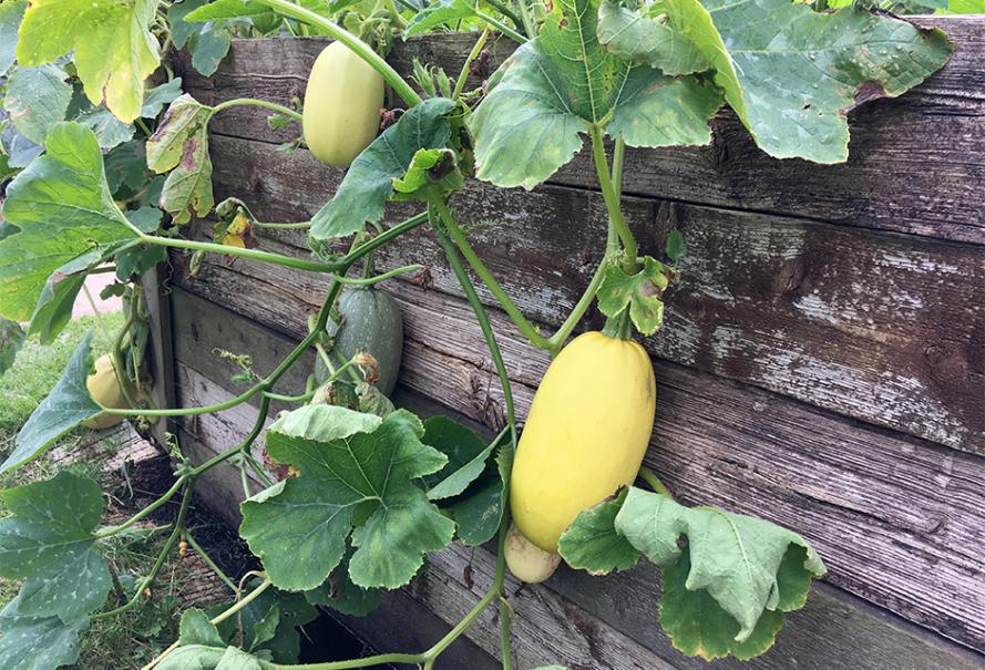 MC - 24 - Courge Spaghetti - Plant Bio - Gaël Delannoy