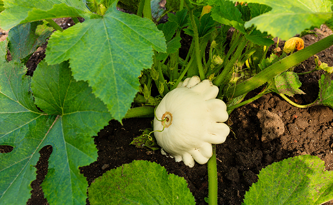 MC - 25 - Courge Pâtisson blanc - Plant Bio - Quentin Bourgeois