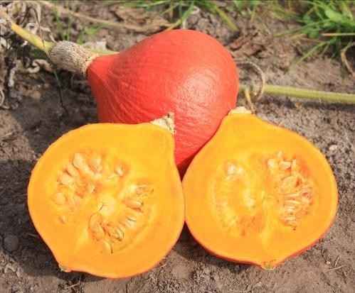 MC - 26 - Courge potimarron "Fictor" - Plant Bio - Gaël Delannoy