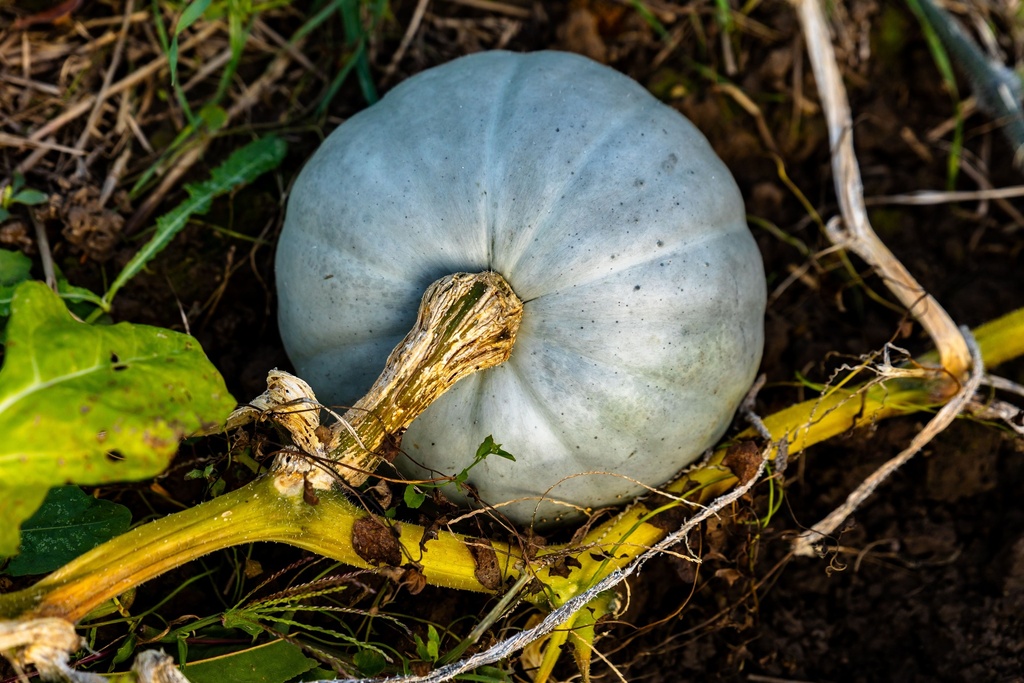 MC - 27 - Courge potiron "Bleu de Hongrie" - Plant Bio - Gaël Delannoy