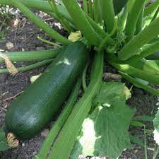 MC - 28 - Courgette "Black Beauty" - Plant Bio - Gaël Delannoy
