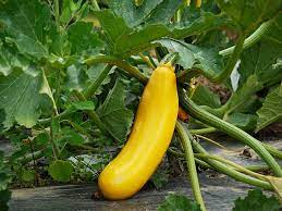 MC - 29 - Courgette "Goldy" - Plant Bio - Gaël Delannoy