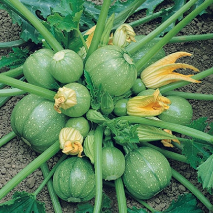MC - 30 - Courgette ronde de Nice - Plant Bio - Quentin Bourgeois