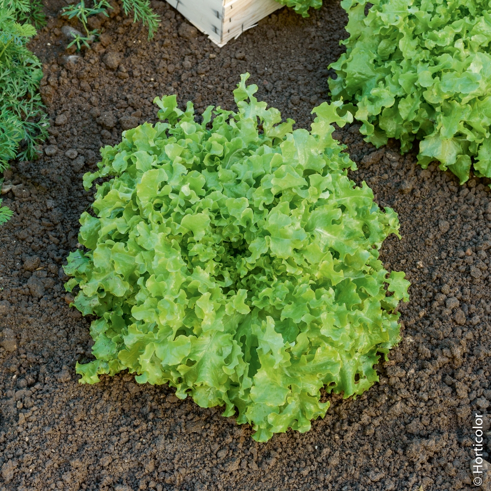 MC - 32 - Laitue Salad Bowl verte - Plant Bio - Sophie Hamann