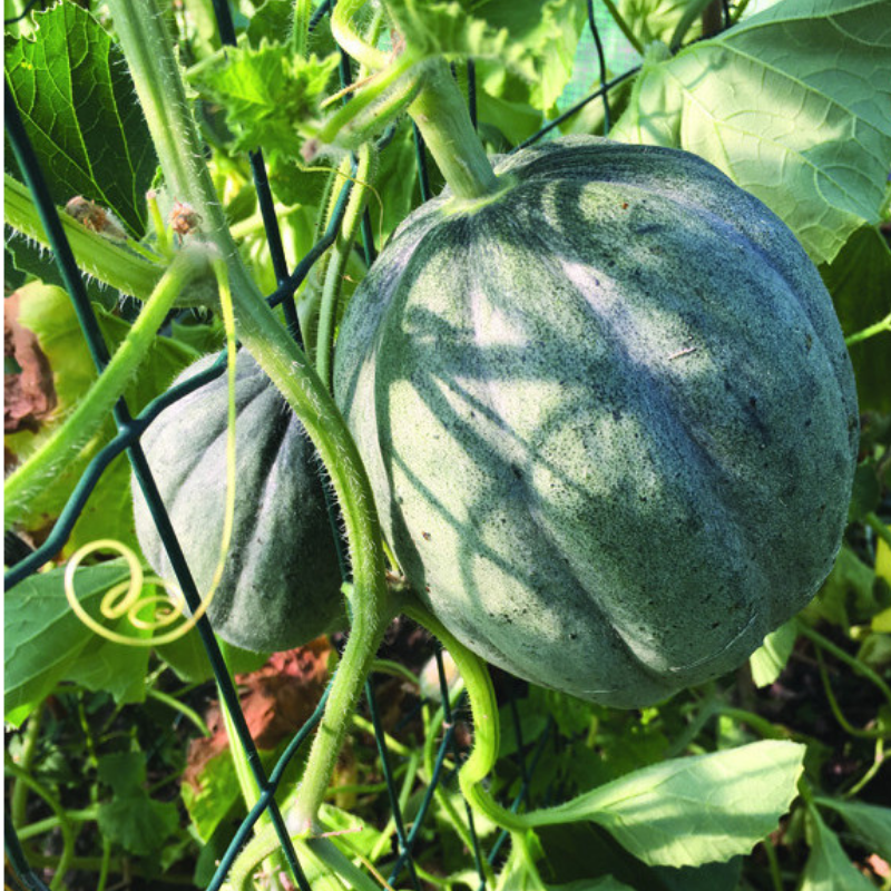 MC - 33 - Melon "Vieille France" - Plant Bio - Quentin Bourgeois