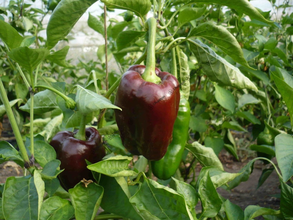 MC - 35 - Poivron Chocolat - Plant Bio - Les Maraîchers CaSA