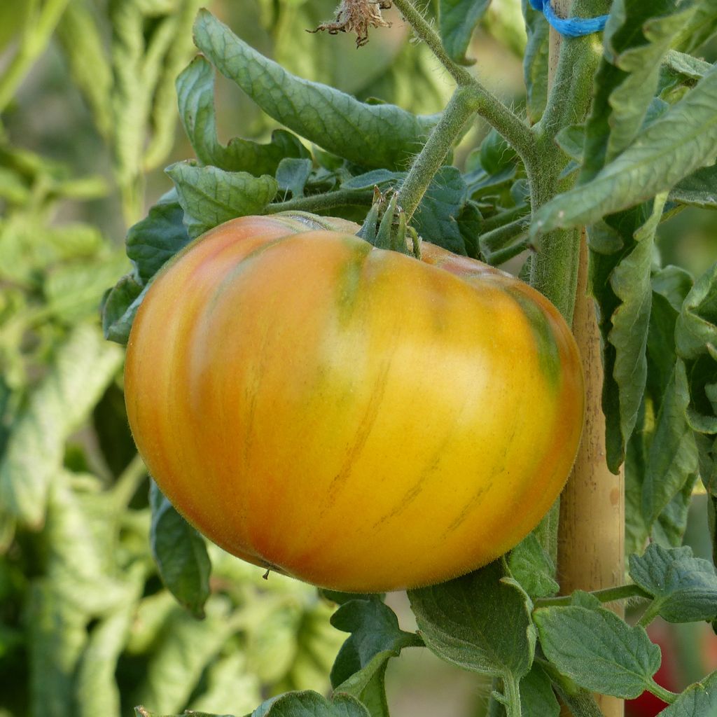 MC - 36 - Tomate Ananas - Plant Bio - Quentin Bourgeois