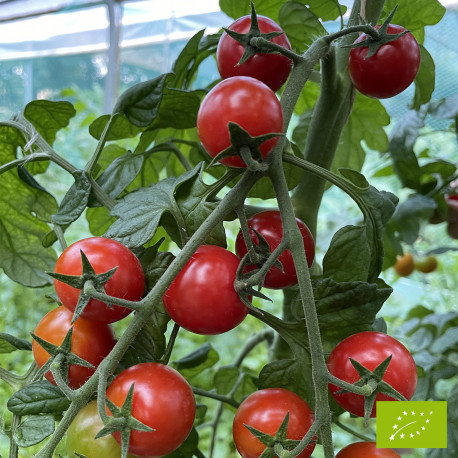MC - 37 - Tomate "Délices des jardiniers" - Plant Bio - Quentin Bourgeois