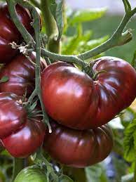 MC - 38 - Tomate "Noire de Crimée" - Plant Bio - Quentin Bourgeois