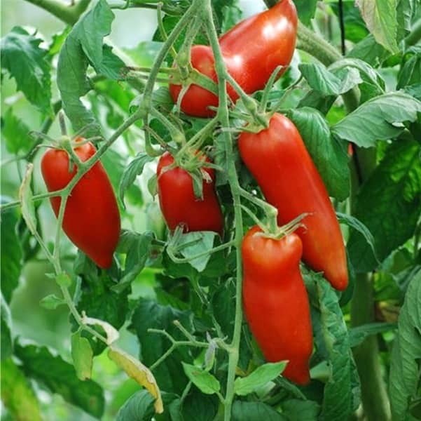 MC - 39 - Tomate "Andine Cornue" - Plant Bio - Gaël Delannoy