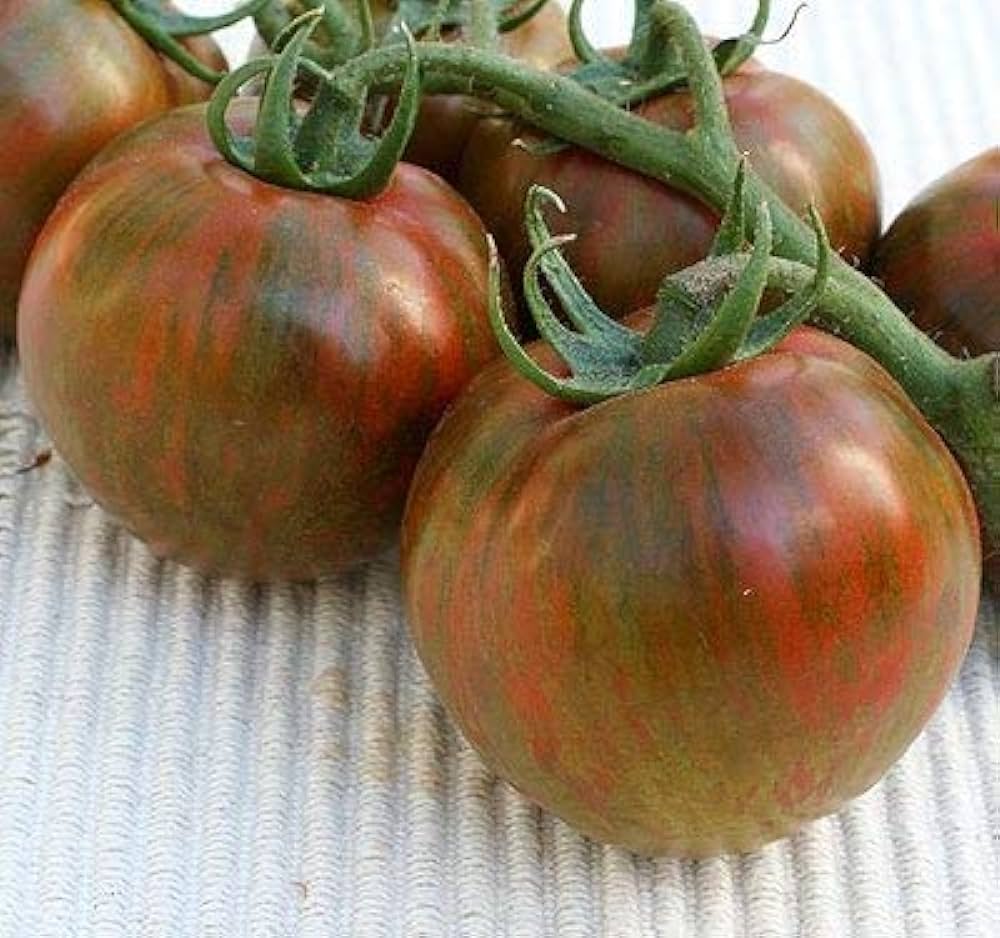 MC - 40 - Tomate "Black Zebra" - Plant Bio - Gaël Delannoy