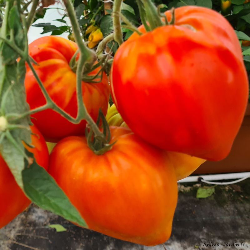 MC - 41 - Tomate "Cœur de bœuf rouge" - Plant Bio - Gaël Delannoy