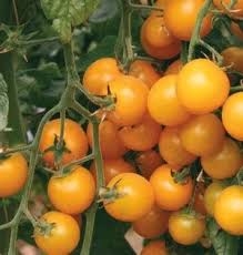 MC - 42 - Tomate cerise "Gold Nugget" - Plant Bio - Gaël Delannoy