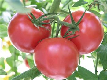 MC - 43 - Tomate "Gregori Altaï" - Plant Bio - Gaël Delannoy
