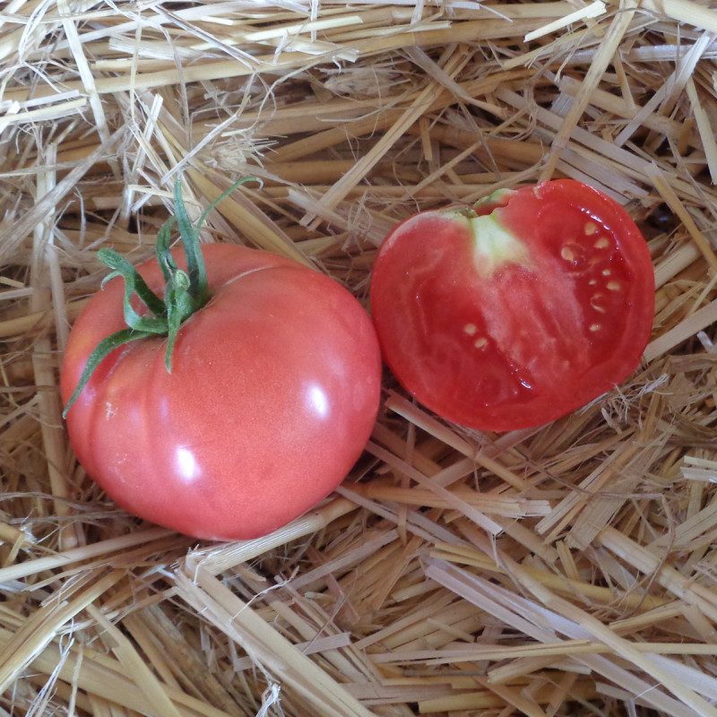 MC - 44 - Tomate "Rose de Berne" - Plant Bio - Gaël Delannoy