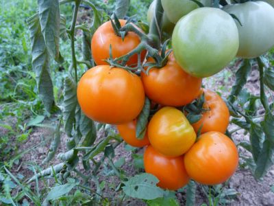 MC - 46 - Tomate "Caro rich" - Plant Bio - Sophie Hamann