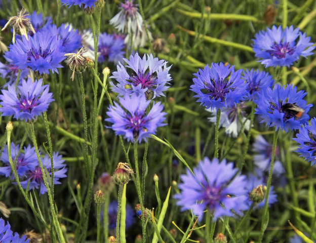 MC - 48 - Bleuet - Plant Bio - Sophie Hamann