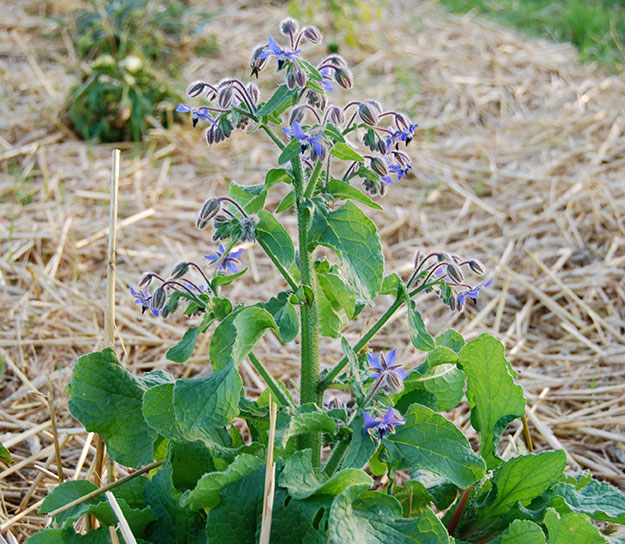 MC - 49 - Bourrache - Plant Bio - Sophie Hamann