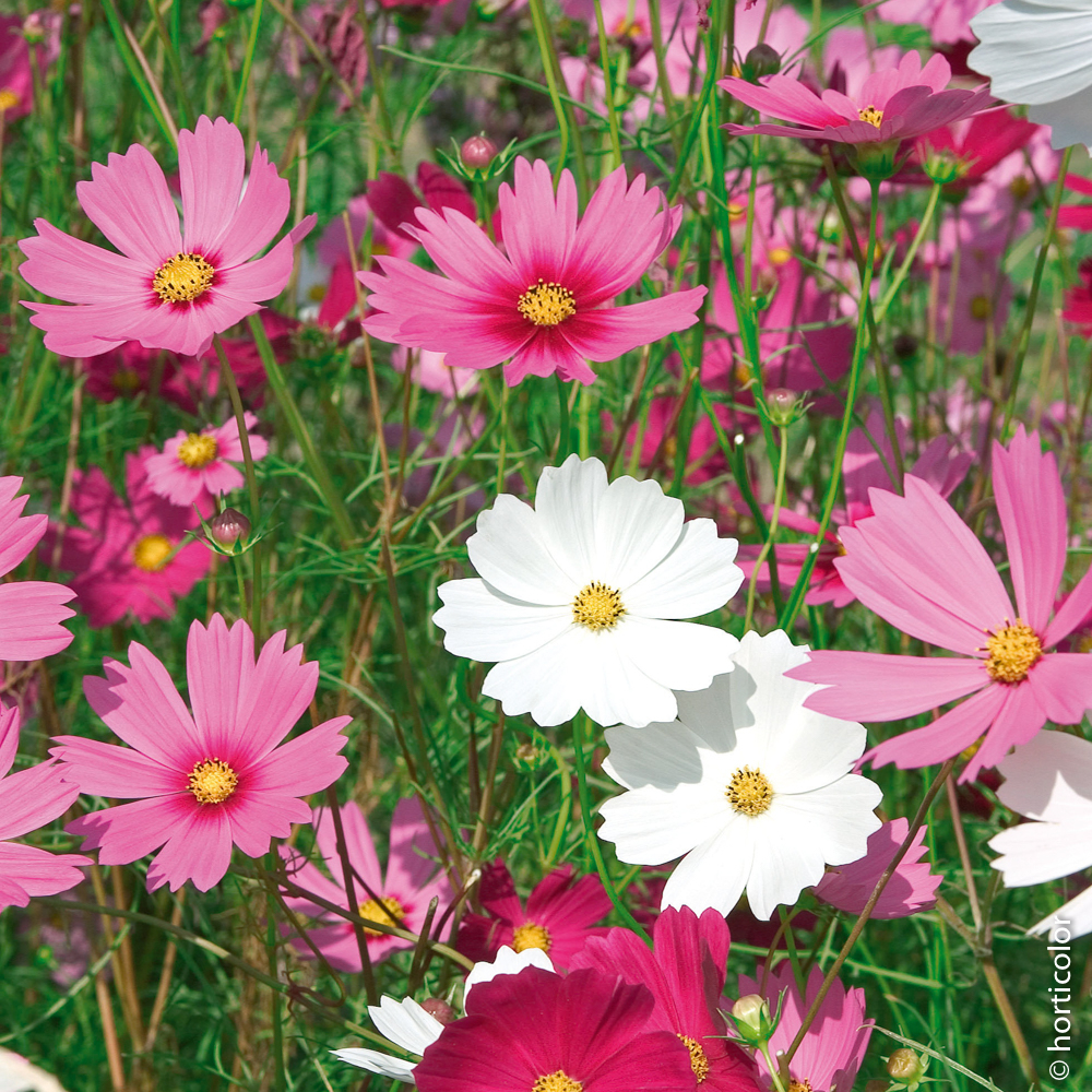 MC - 51 - Cosmos sensation en mélange - Sophie Hamann