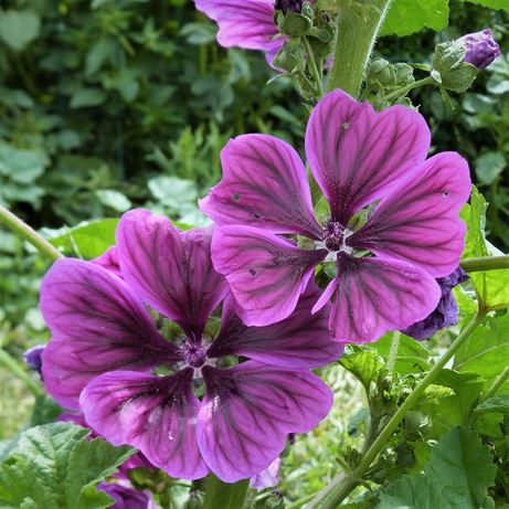 MC - 52 - Mauve de Mauritanie - Plant Bio - Sophie Hamann