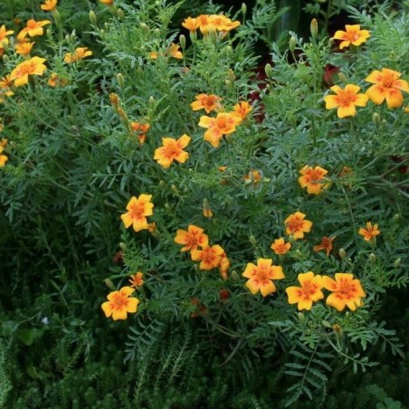 MC - 53 - Œillet d'inde "Légion d'honneur" - Plant Bio - Sophie Hamann