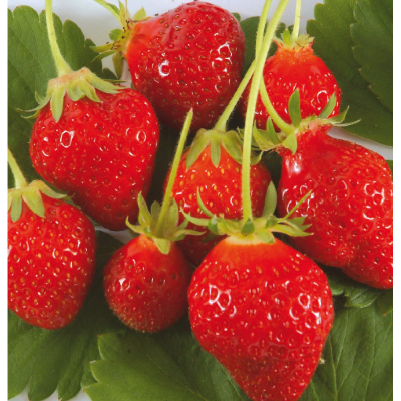 MC - 54 - Fraises Cirafine - Plant Bio - Gaël Delannoy