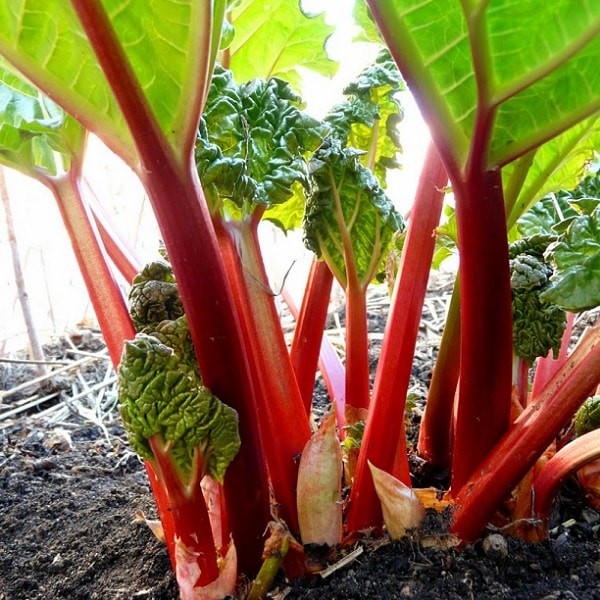 MC - 56 - Rhubarbe "Victoria" - Plant Bio - Sophie Hamann