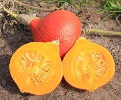 SC - Potimarron "Fictor" - Bio - environ 1 kg - GAEC des Sabots Communs