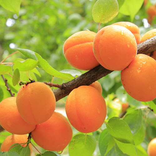 TyL - Abricot "Mirla Naranja" - kg - Bio - Tierra Y Libertad